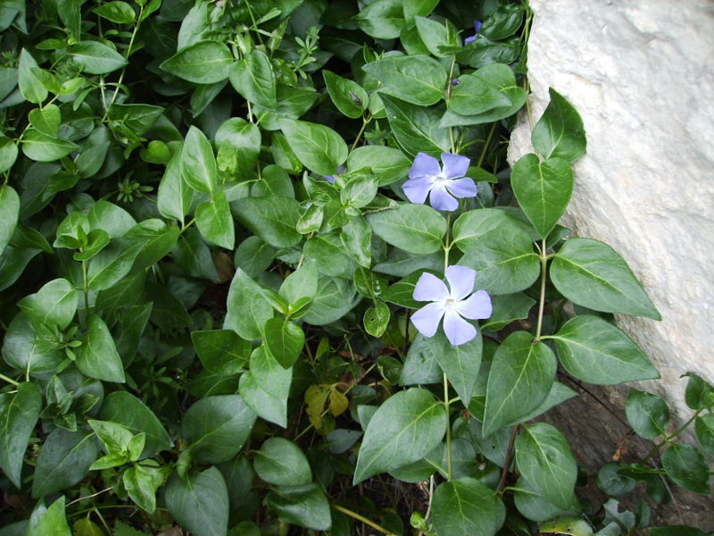  Image name: pervinca4.jpg 
 width: 800 pixel 
 height: 600 pixel 
 Size: 112703 bytes 
 Click to enlarge 